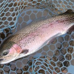 久しぶりのフィシングパーク高島の泉